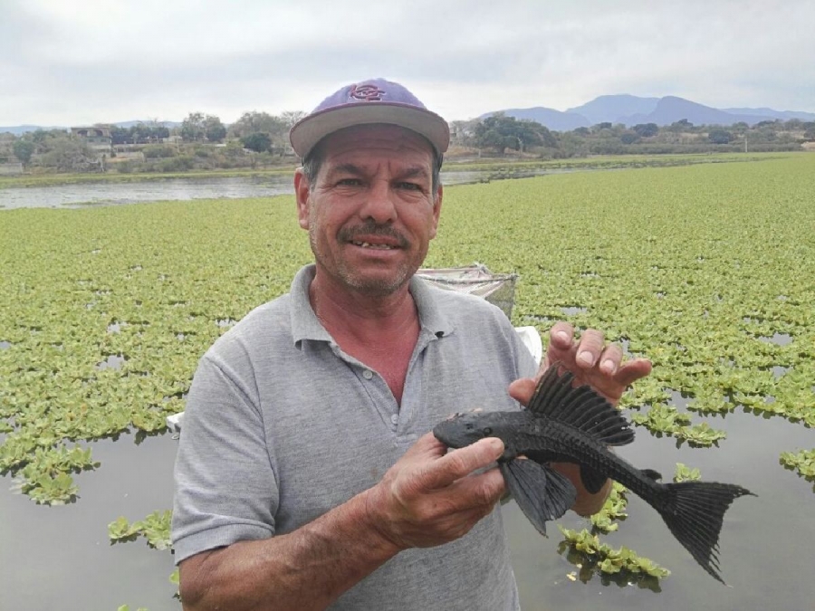 Peligra presa “El Tilcuate” de Contlalco por plaga de lirio acuático