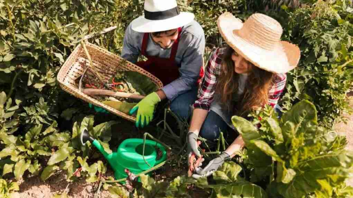 Cinco plantas que podrían estar dañando tu jardín sin que te des cuenta