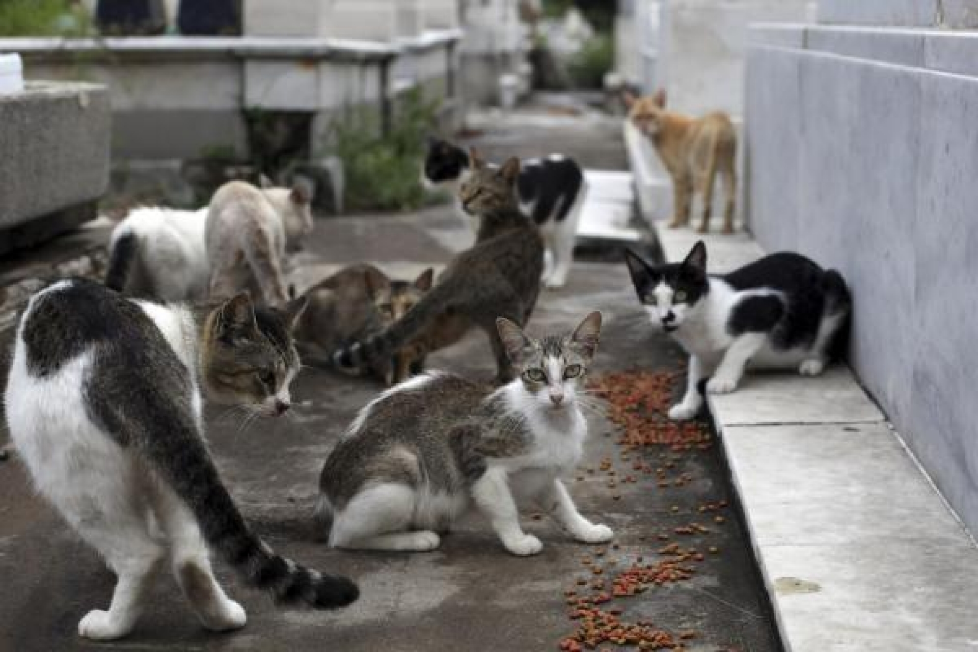 Los gatos sí te entienden, pero no les interesa obedecerte
