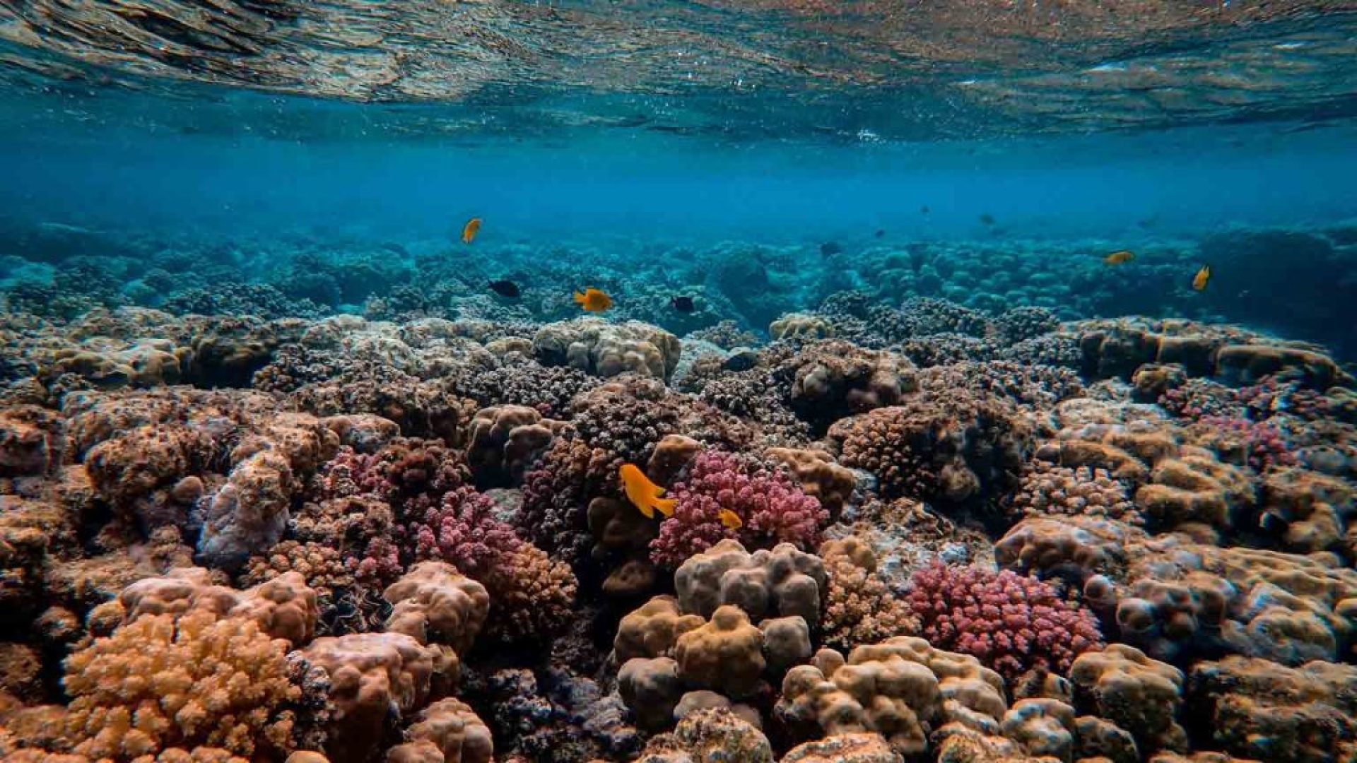Acidificación oceánica superó el límite seguro y pone en riesgo ecosistemas marinos