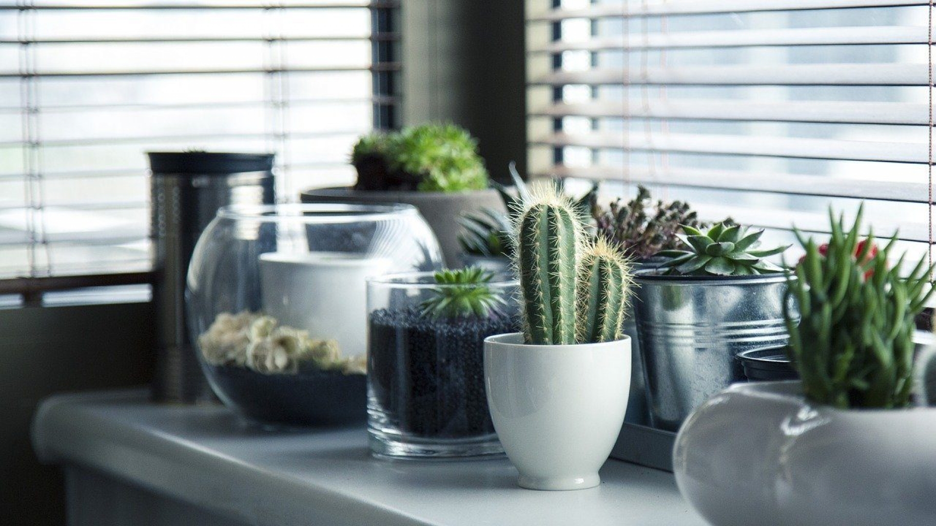 Fertiliza las plantas de casa con estos abonos naturales que seguro tienes