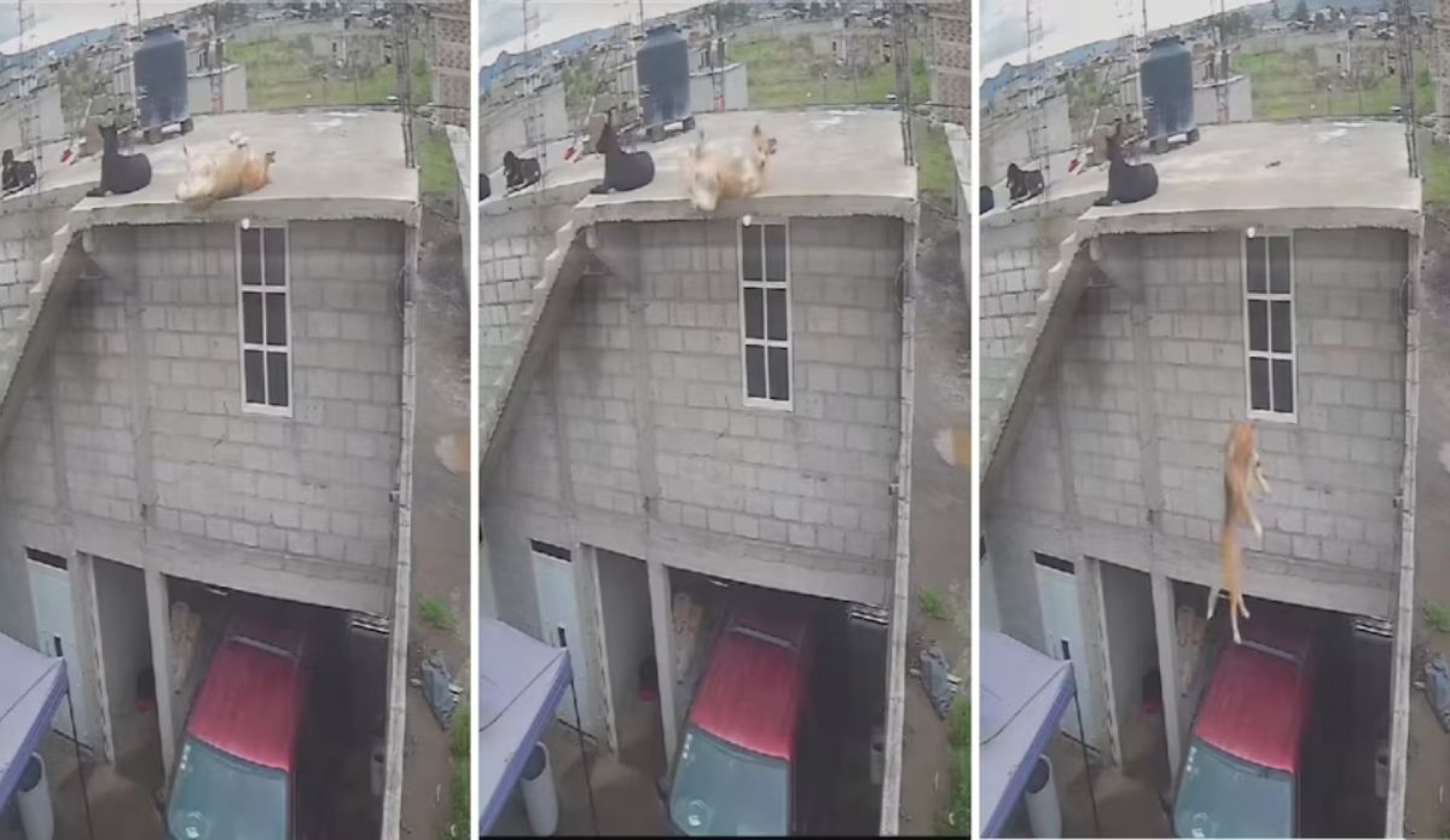 Perro sobrevive tras caer de una azotea gracias al parabrisas del auto de sus dueños; redes arremeten contra la dueña