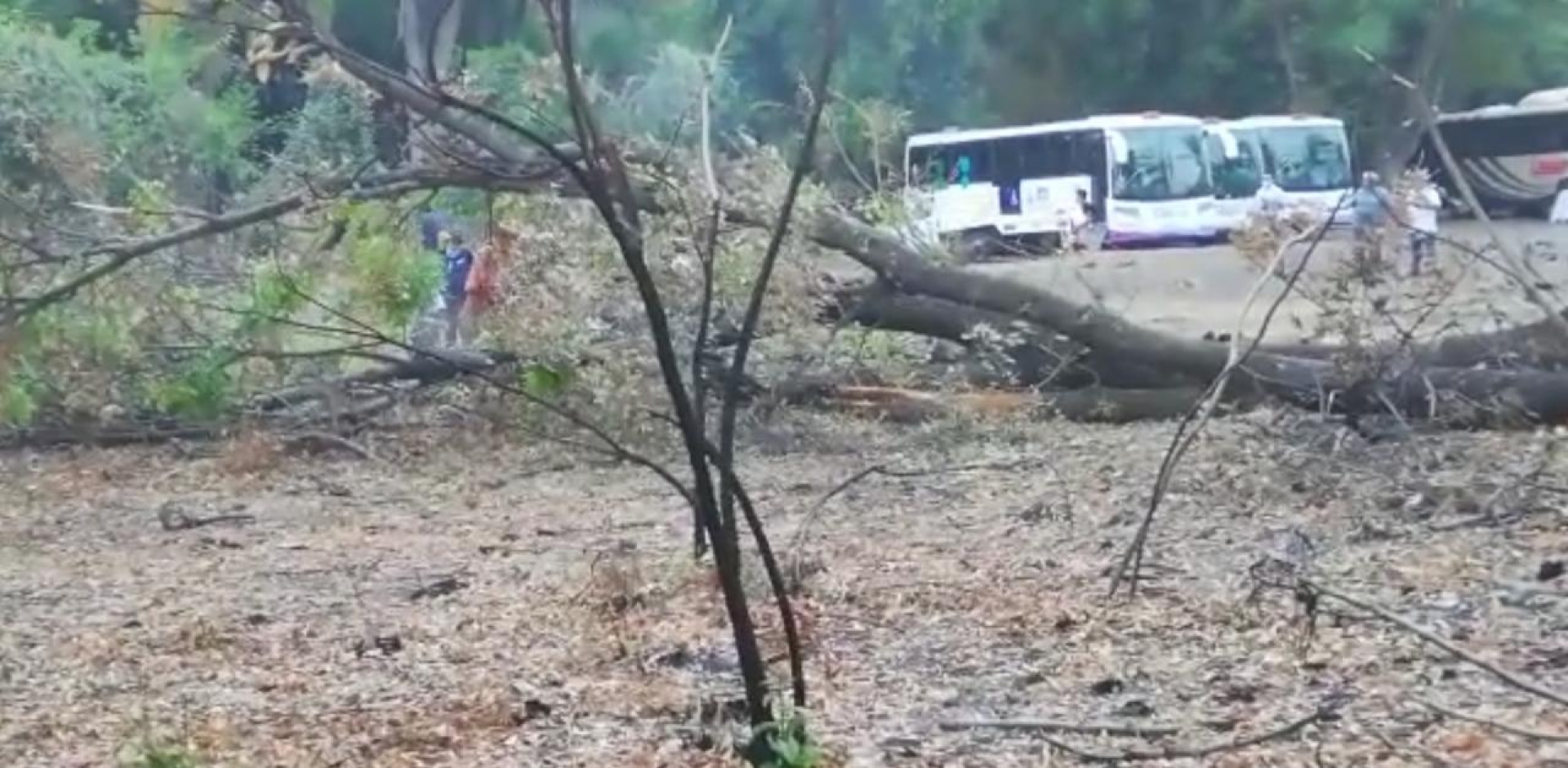 Inician procedimiento administrativo contra empresa que taló arboles a un costado del Melchor Ocampo