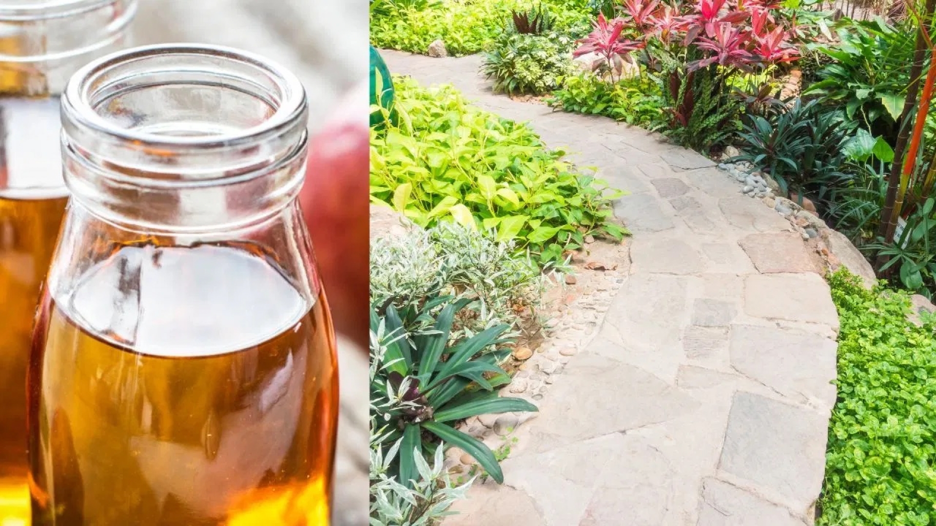 Usos del vinagre para tus plantas y tu jardín que tienes que conocer