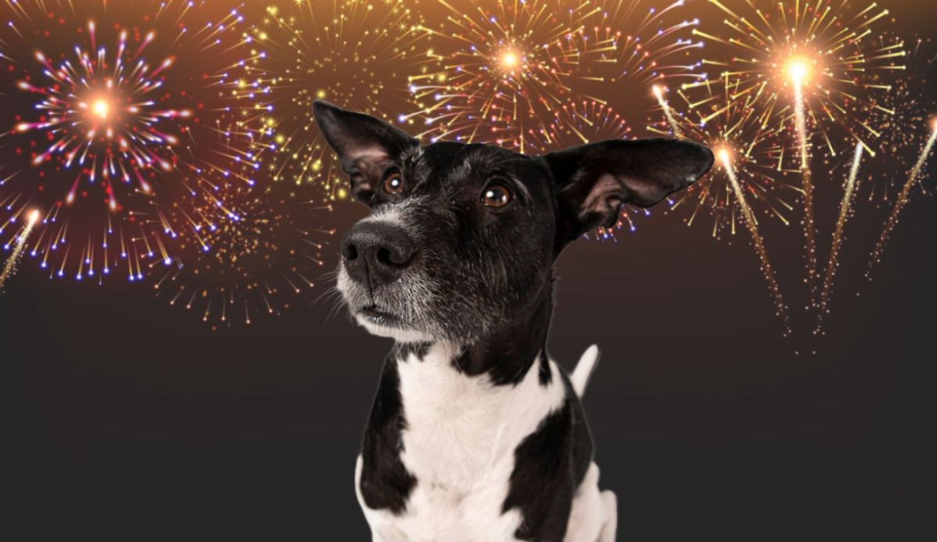 Consejos para proteger a tu perro de la pirotecnia en fiestas patrias