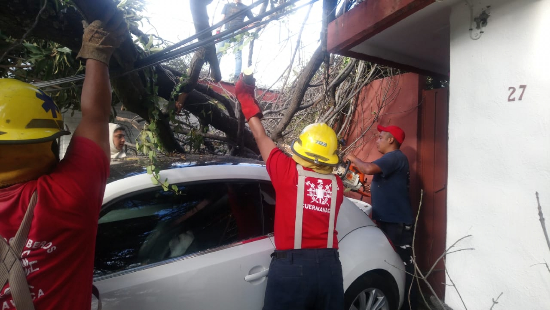 Atiende PC Cuernavaca colapso de árbol y de palmera, tras fuertes vientos