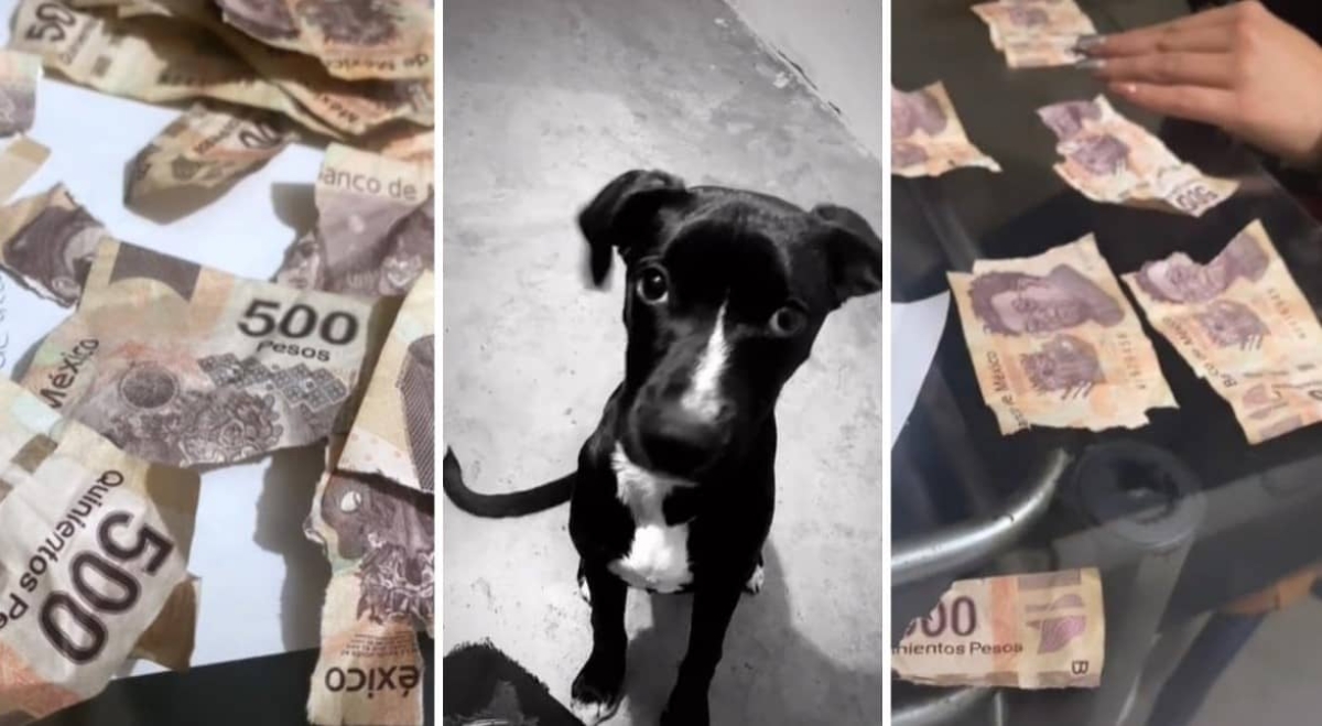 Perrito destroza miles de pesos en billetes de 500
