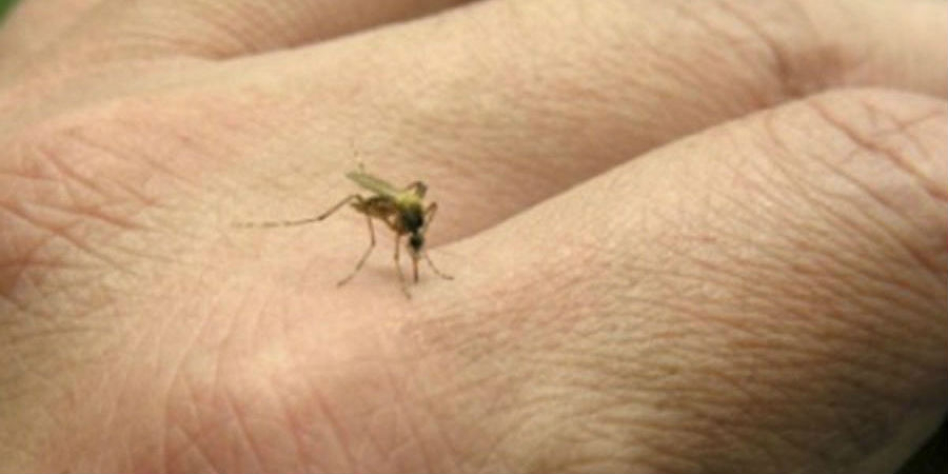 Recomienda IMSS extremar precauciones ante picadura del mosquito que provoca paludismo