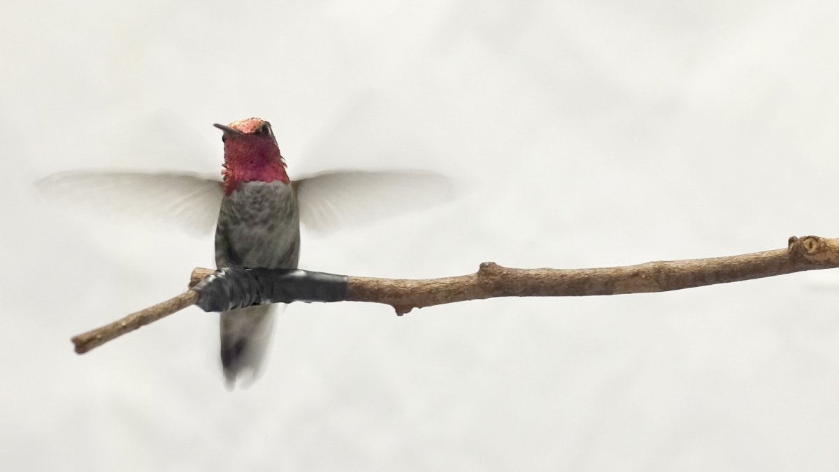 El vuelo del colibrí es todavía más impresionante cuando entiendes cómo se guía