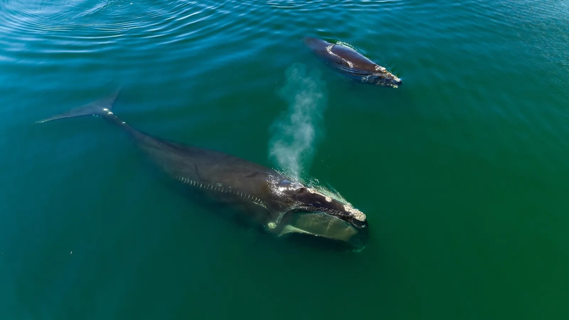 Crean herramienta de IA para proteger a las ballenas en peligro de extinción