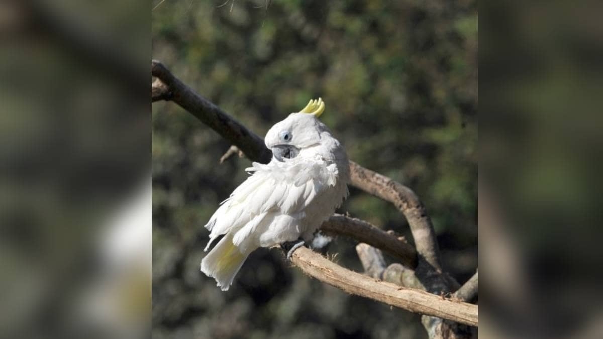 ¡Cacatúas en todas partes! Aves invaden suburbio en Australia