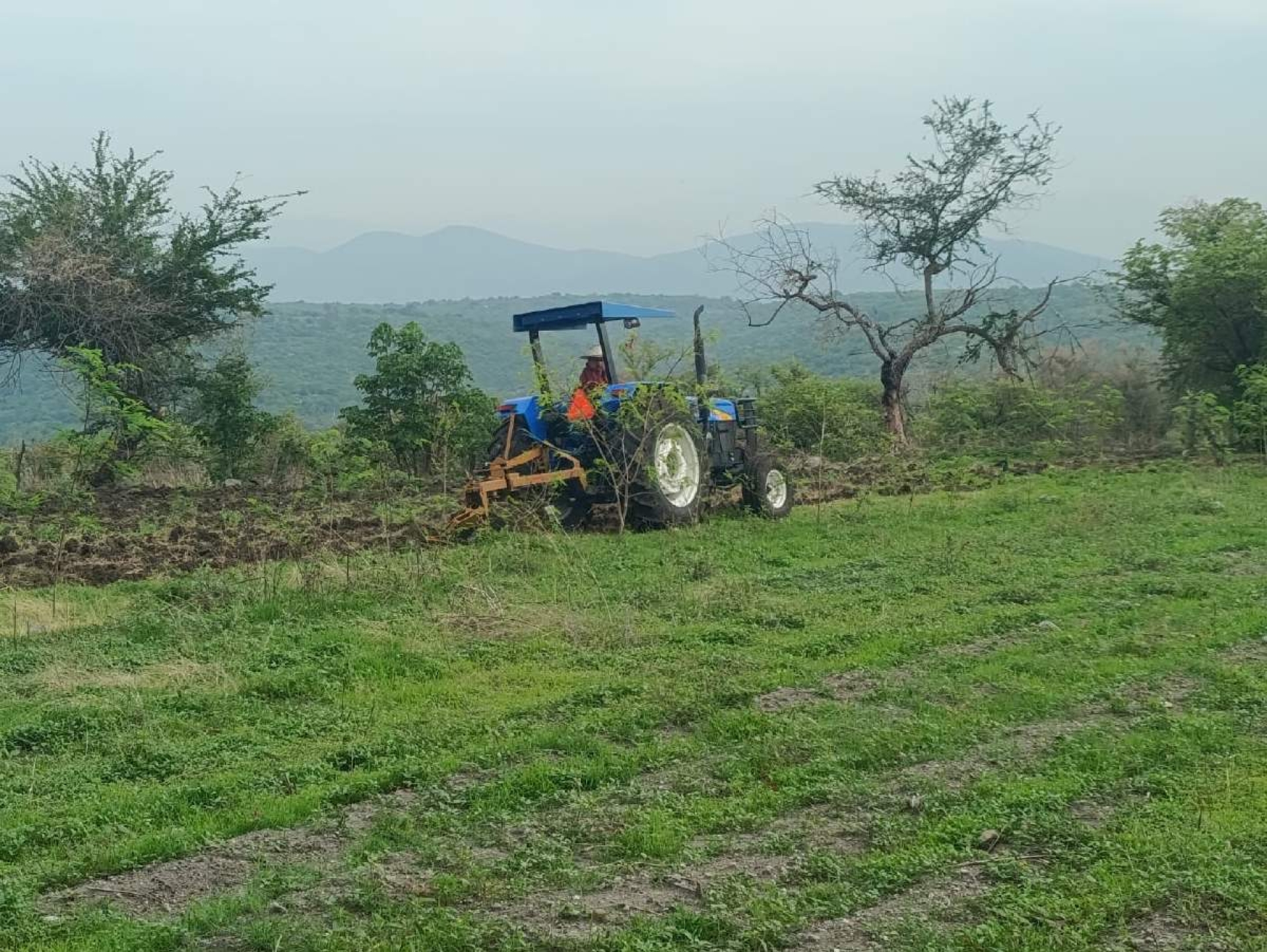 Prevén buena cosecha en la zona poniente