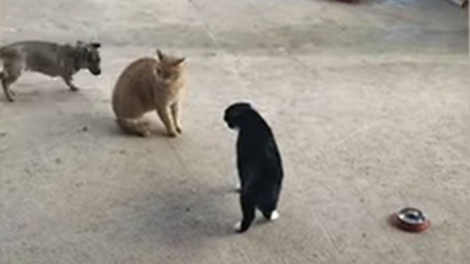 Perrito evita pelea entre dos gatos: VIDEO