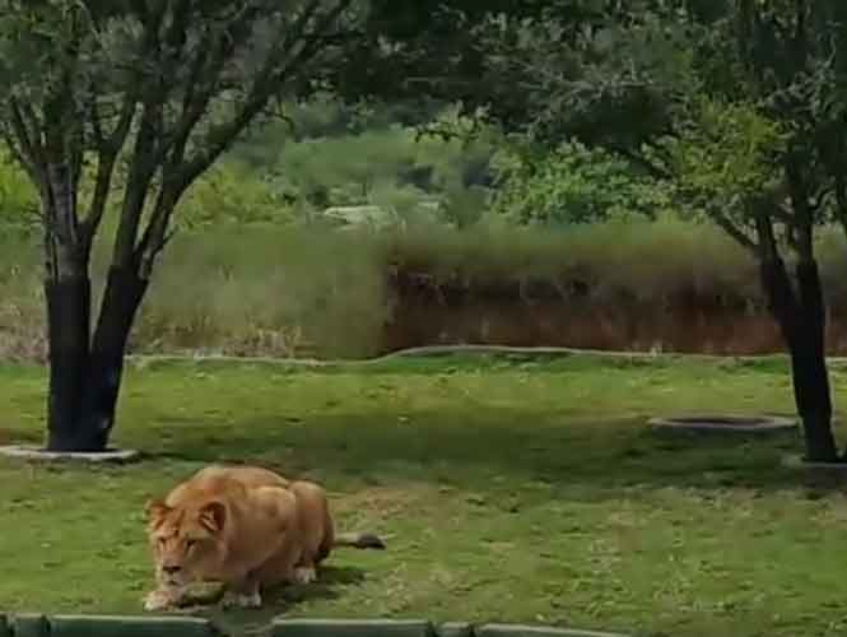 Leona salta al ‘acecho’ de visitantes en Bioparque