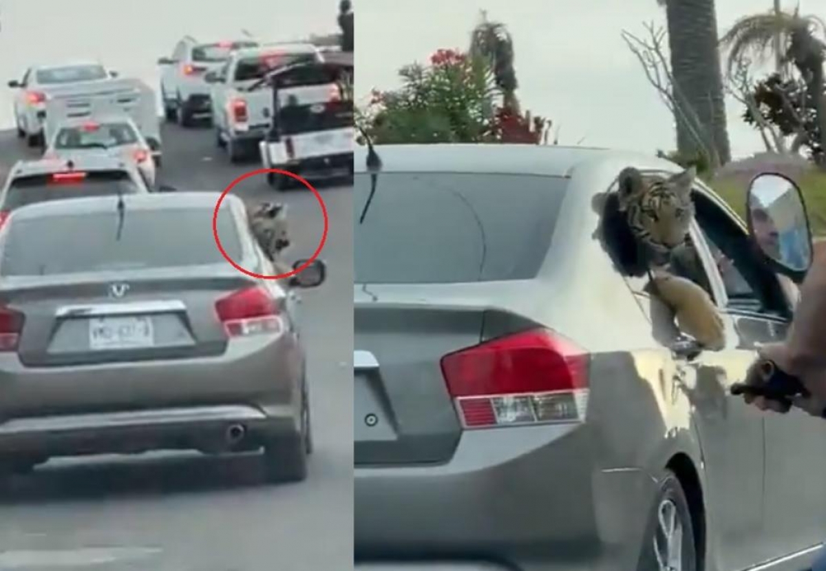 Pasean a tigre por carretera de Mazatlán