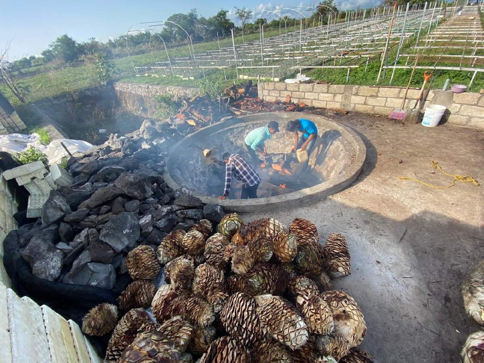 Recibirá Morelos denominación de origen del mezcal