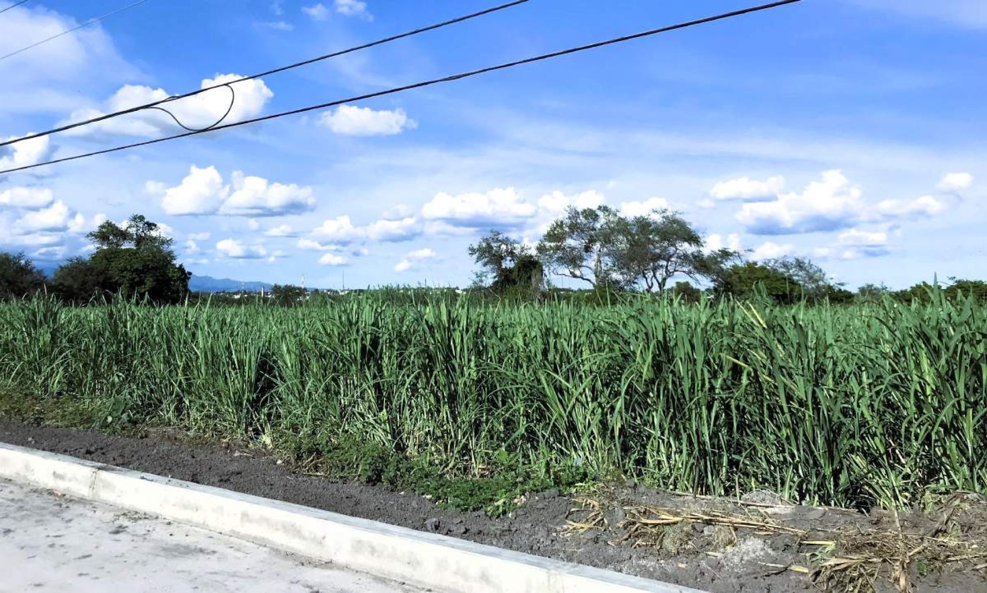 Por falta de agua, baja el rendimiento de los cultivos