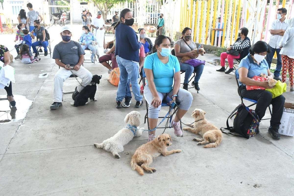 Amplia, respuesta a Tercera Feria de Salud Animal, Canina y Felina 2021