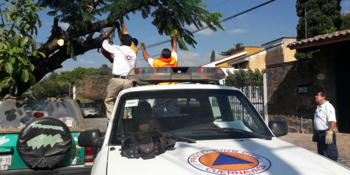 Retira Protección Civil árbol en la colonia Lomas de Cortés
