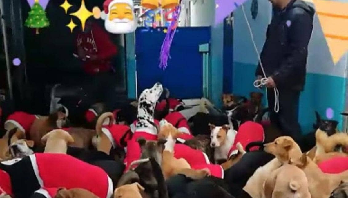 Refugio para animales hace posada para para perritos