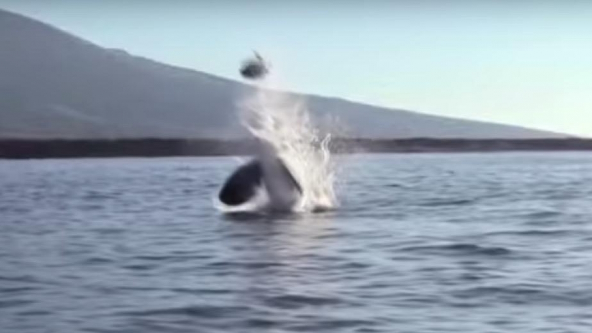 VIDEO: Orca lanza a tortuga por los aires