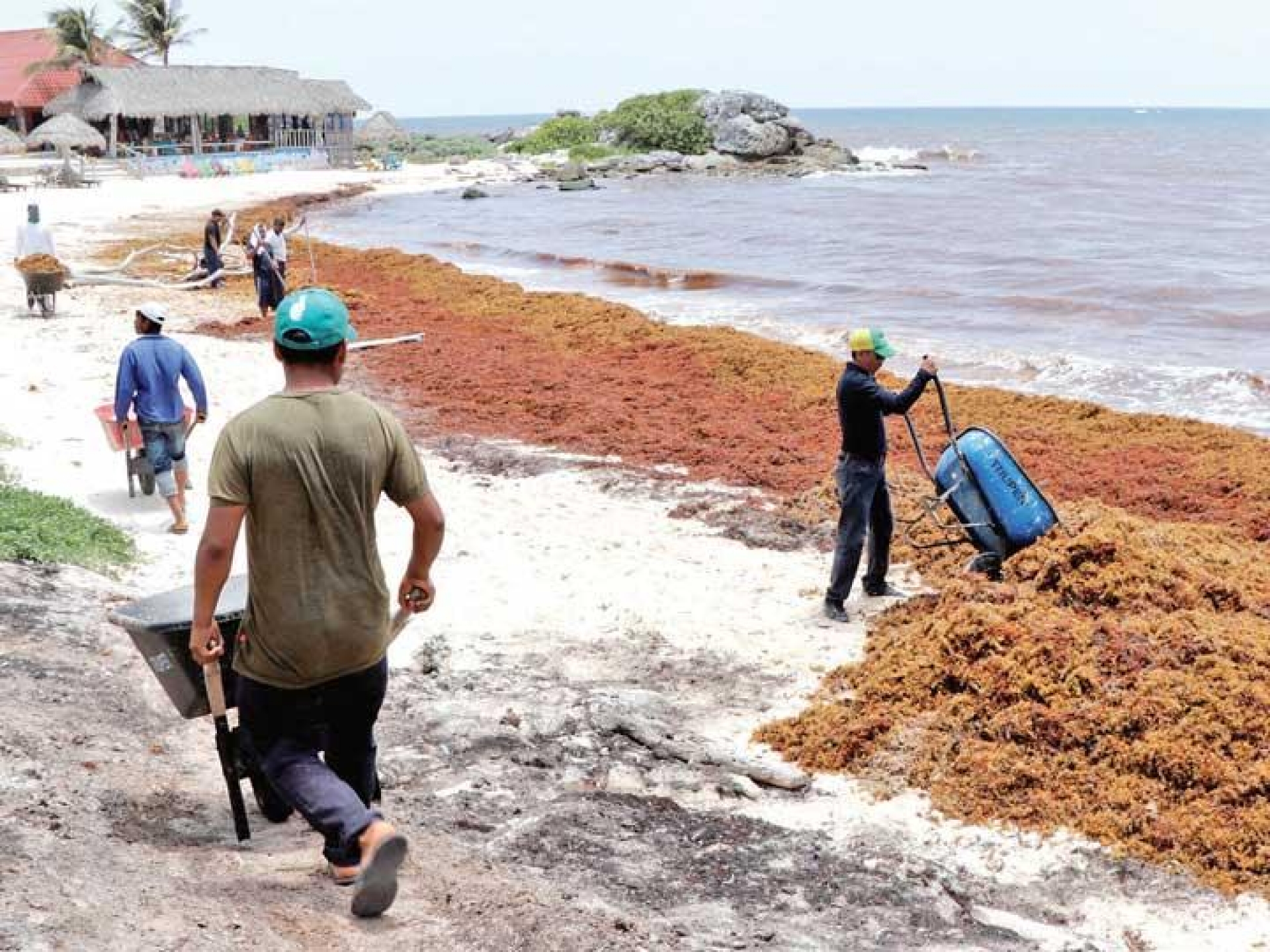 El problema del sargazo apenas comienza: Advierten graves daños