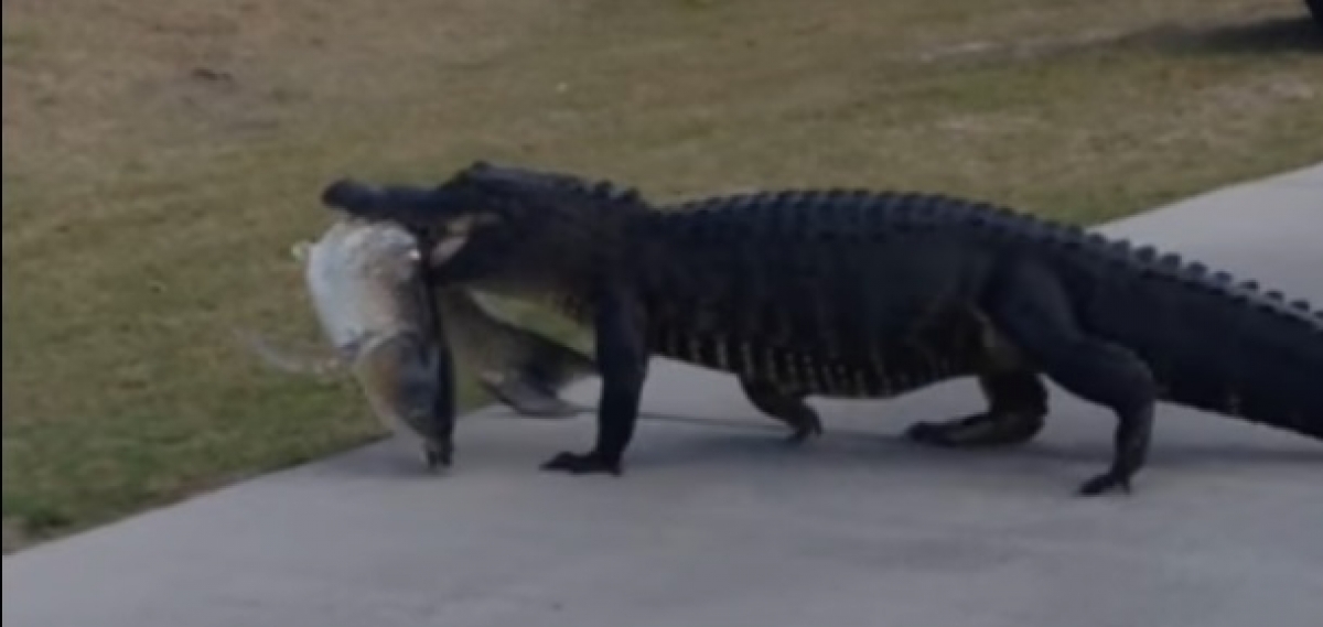 VIDEO: Lagarto se pasea por campo de golf con su presa