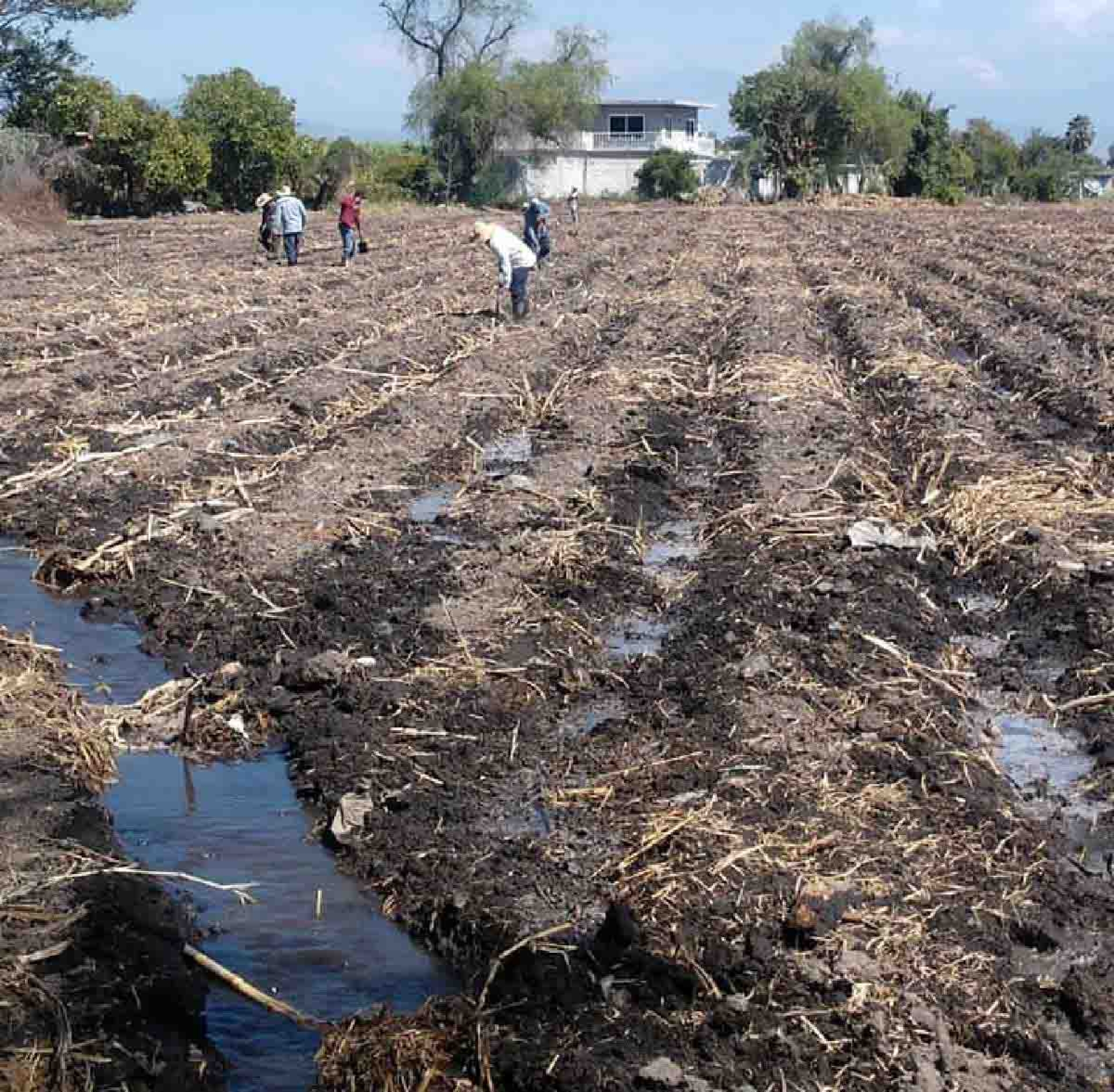 Temen productores de caña afectaciones por la falta de agua