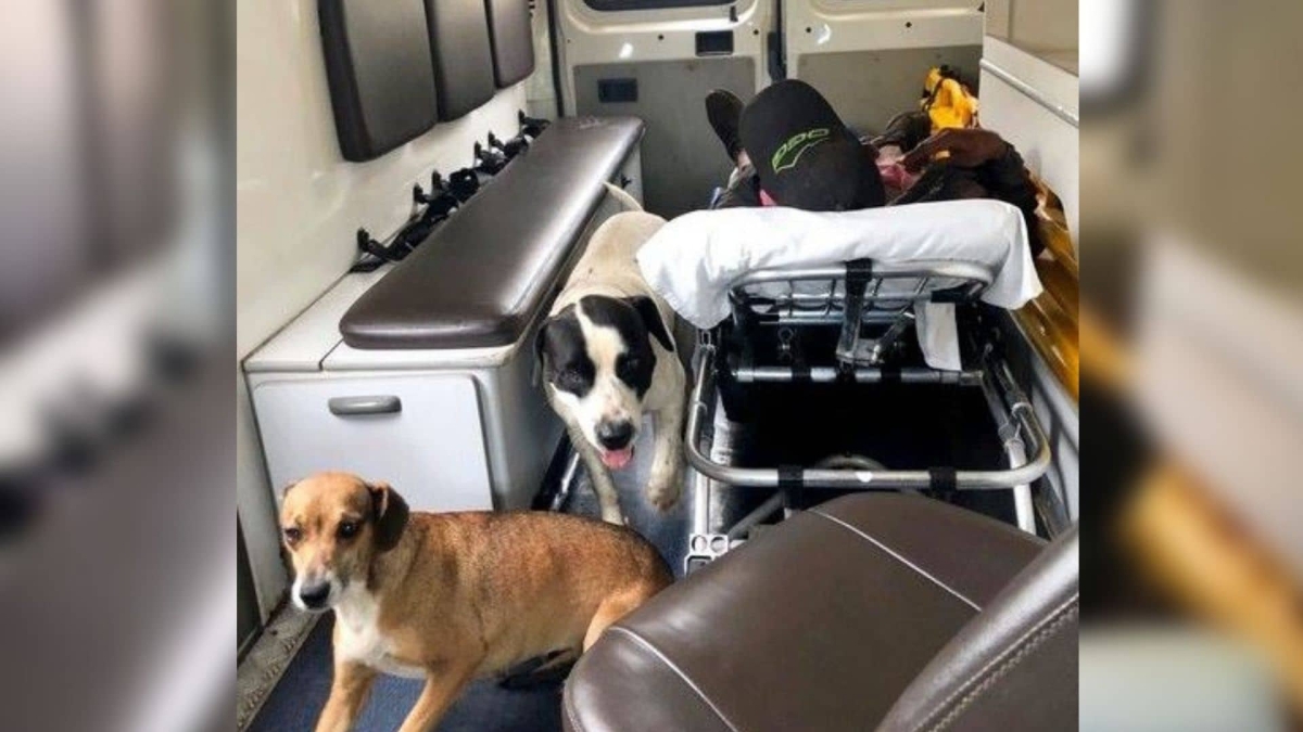 Perritos subieron a una ambulancia para acompañar a su dueño al hospital
