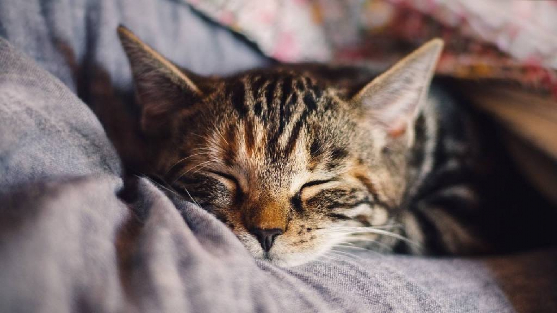 El ronroneo de tu gato puede ayudarte a curar dolores físicos