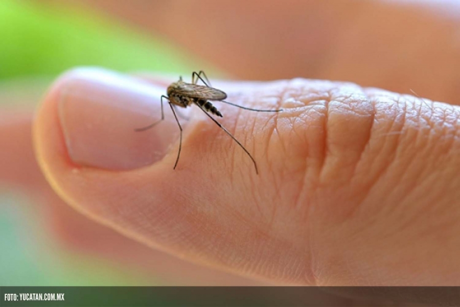 Zika en México asciende a 201 casos; 48 de ellos de embarazadas
