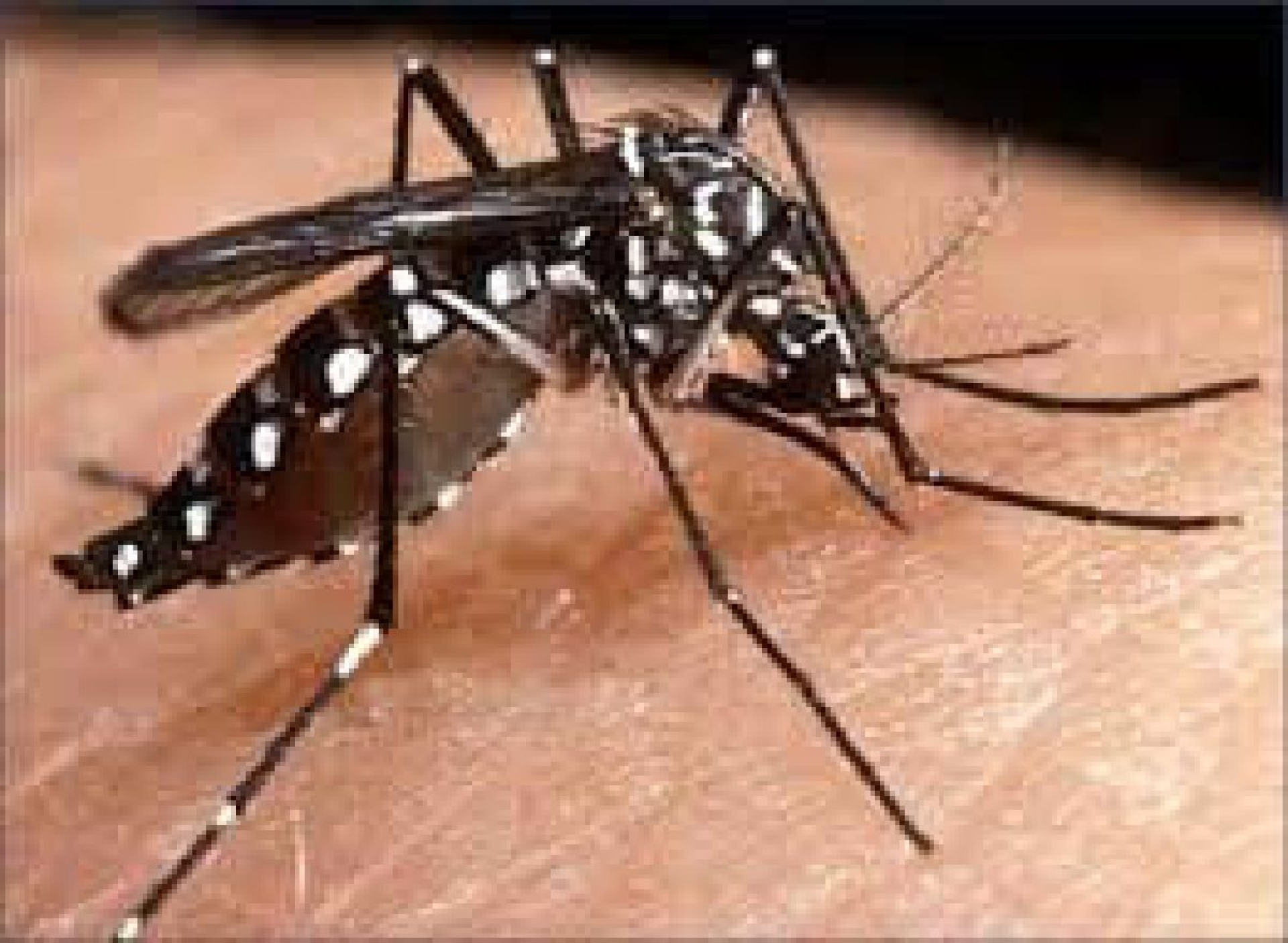Alerta el ISSSTE sobre el peligro de volver a contraer dengue