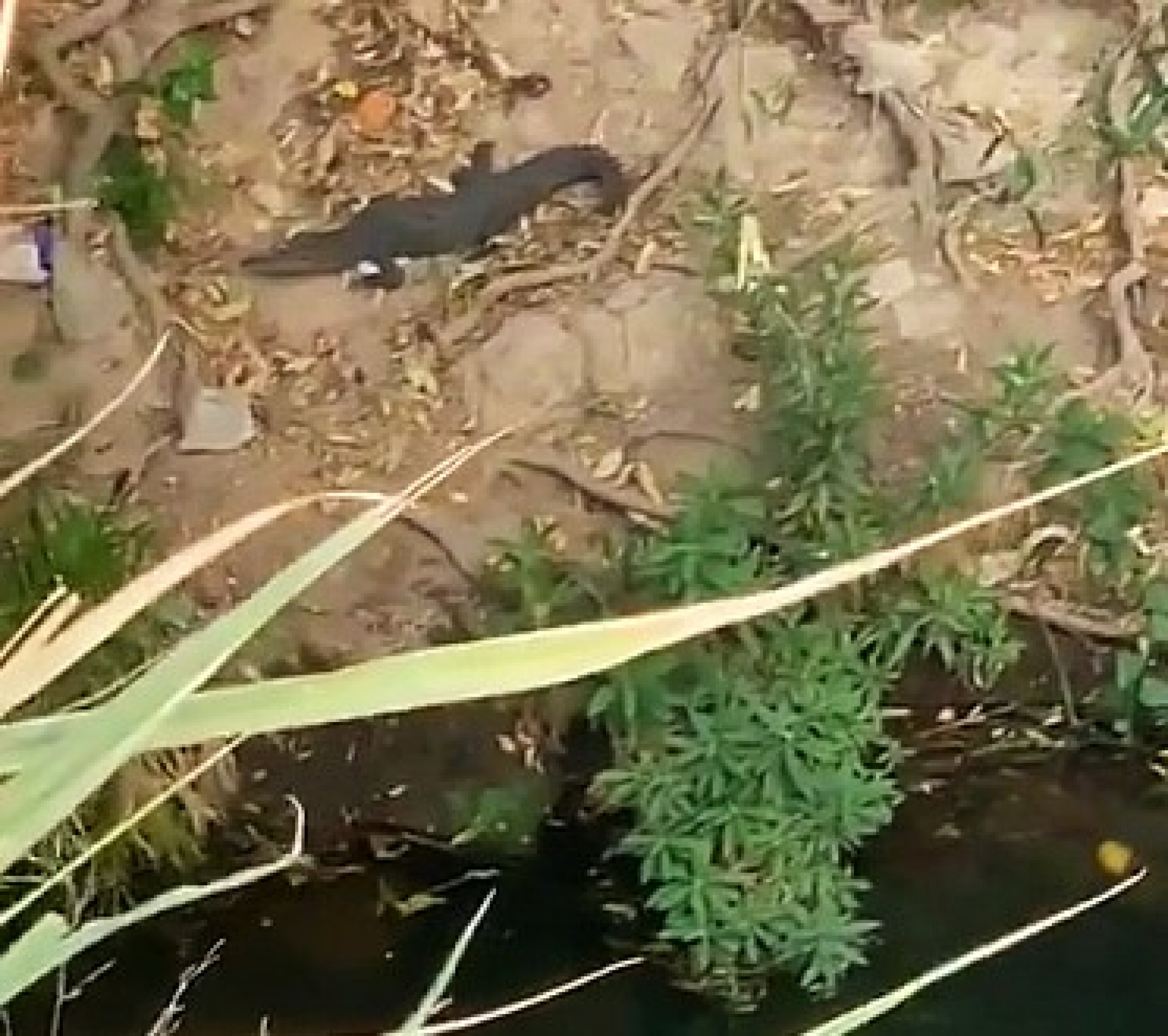 Aún sin éxito, la búsqueda de un cocodrilo que fue visto en el río Tembembe