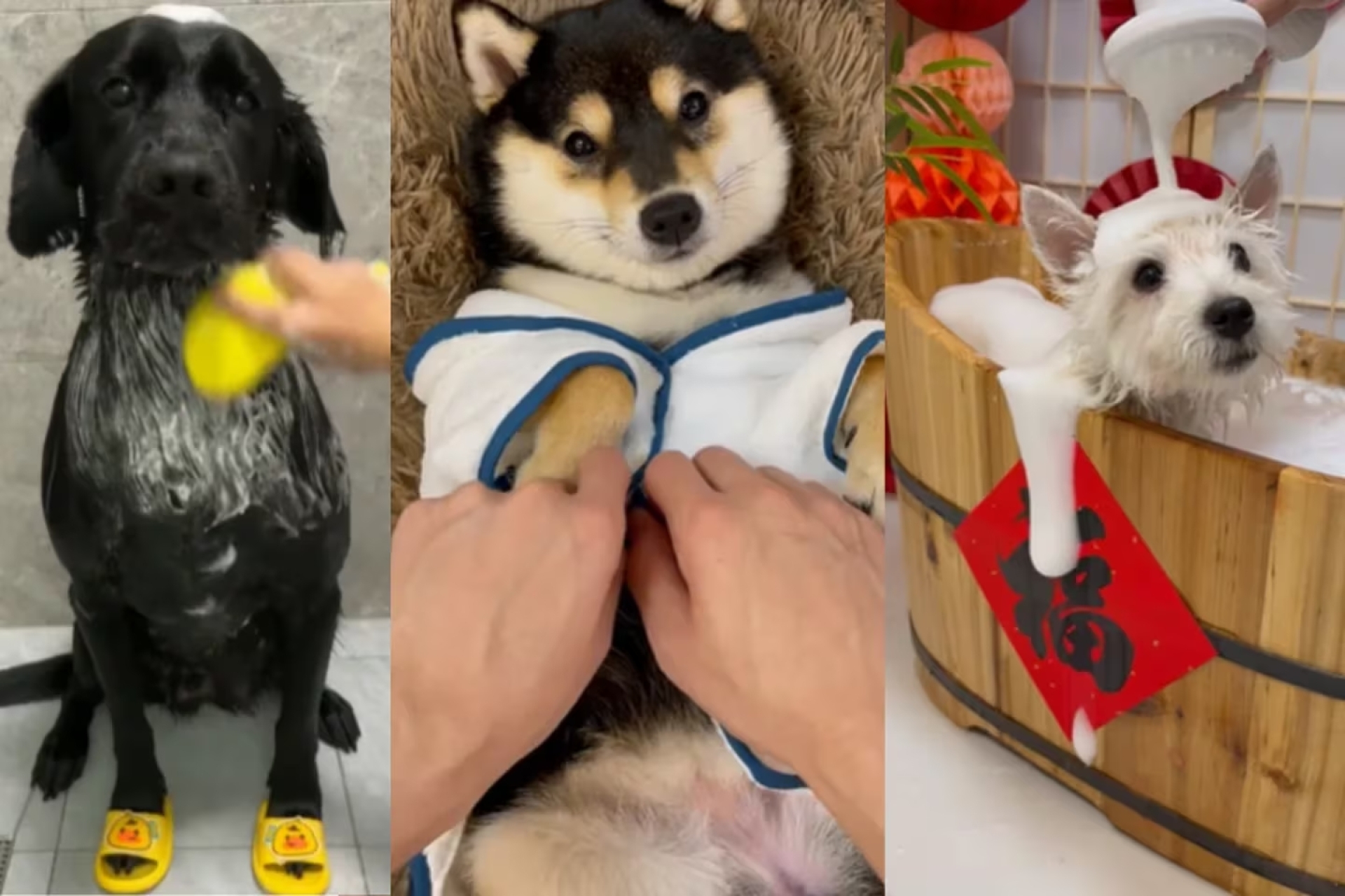 Tendencia canina: Conoce a los 'perros influencers' que conquistan las redes sociales