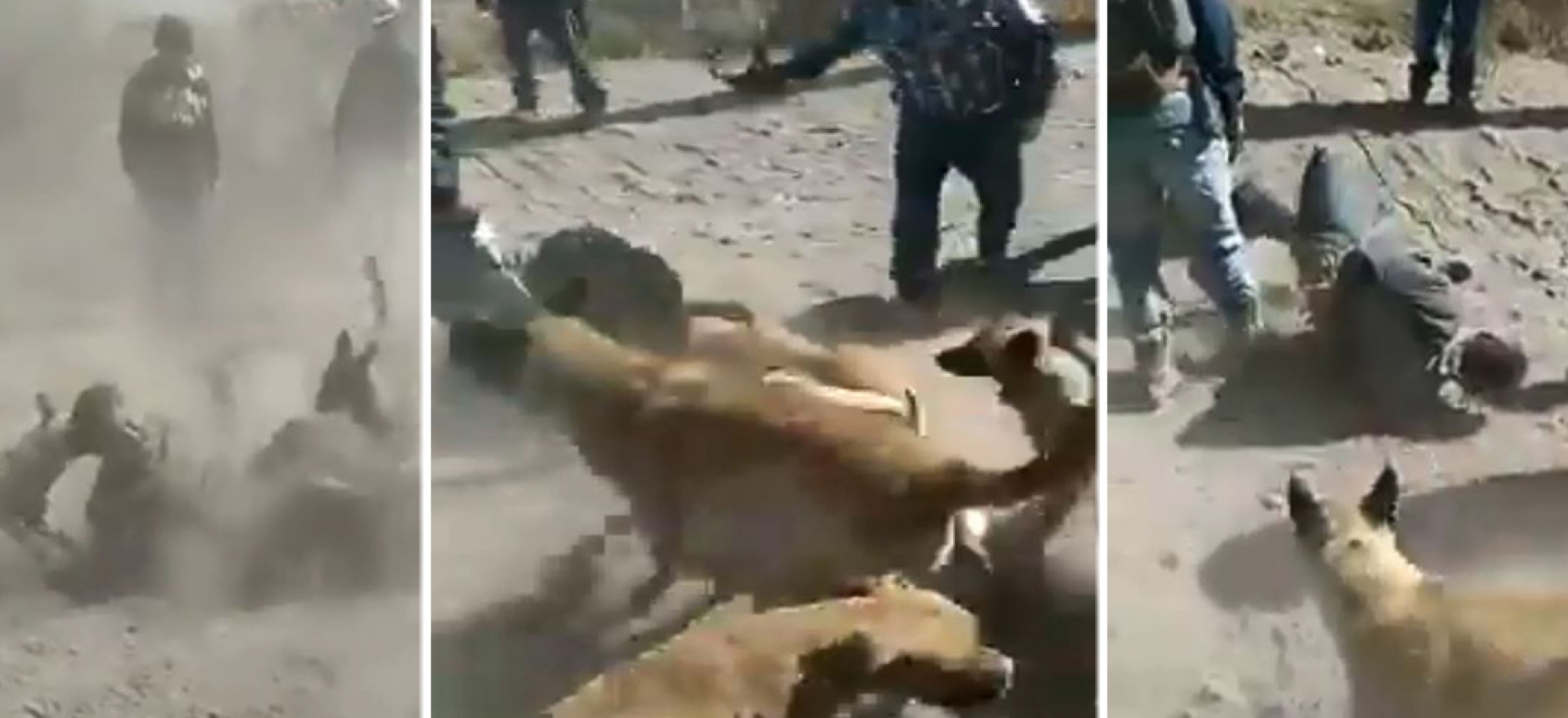 ¡Le echaron los perros! a presunto ladrón de caballos en Querétaro