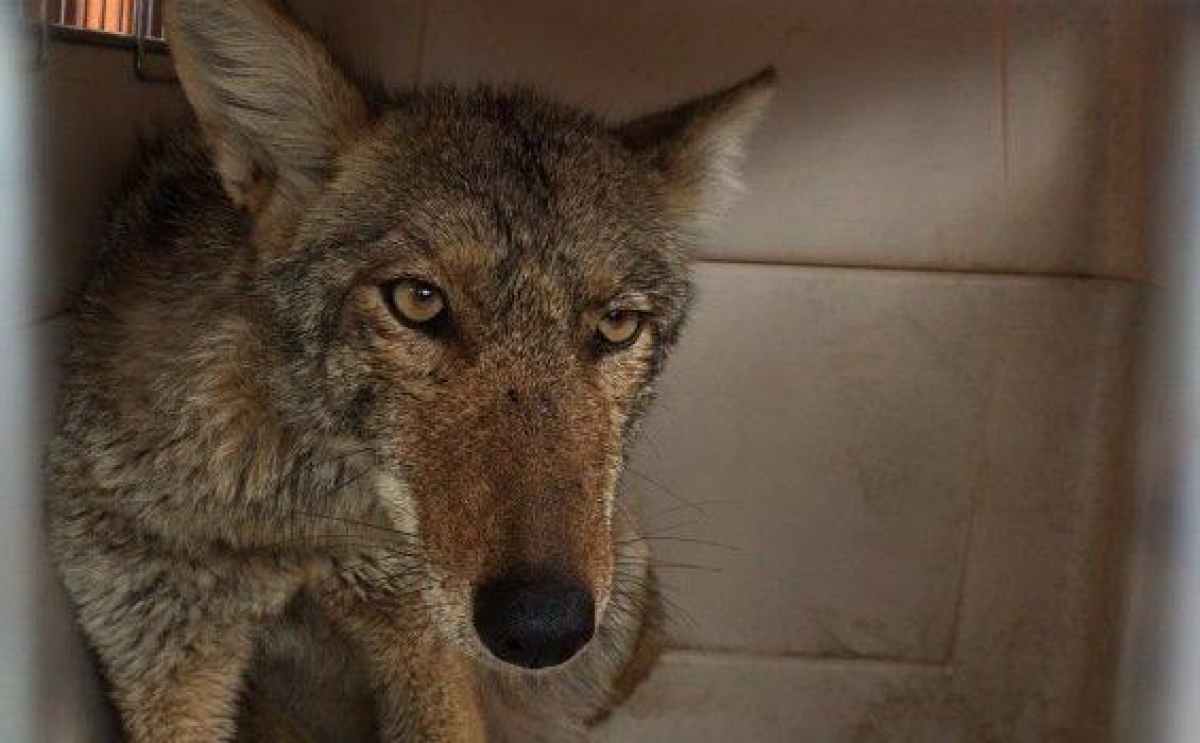Profepa rescata coyote en el Estado de México