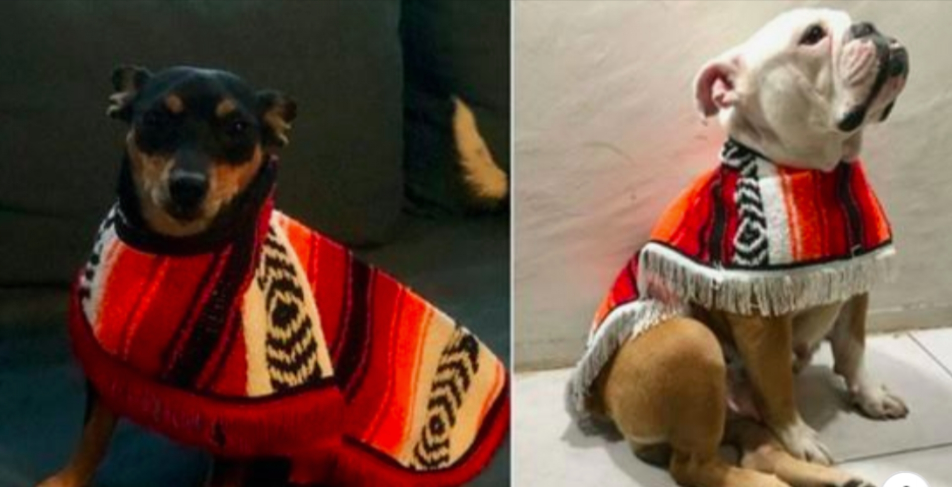 Artesanos Tlaxcaltecas, crean Jorongos para perritos