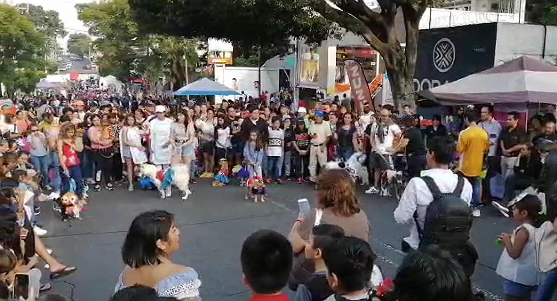 Premian a ganadores del desfile 'perrorífico', en el festival Tradición Es Cuernavaca