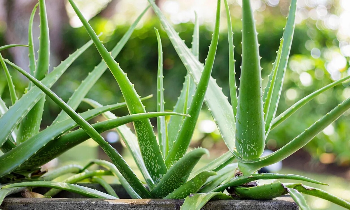 Tips de cuidado para que tu sábila crezca esta primavera ¡Aprovecha sus beneficios!