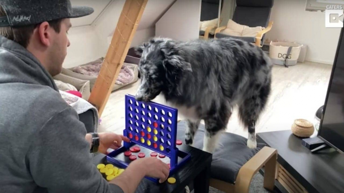 Perrito compite contra su dueño en juegos de mesa