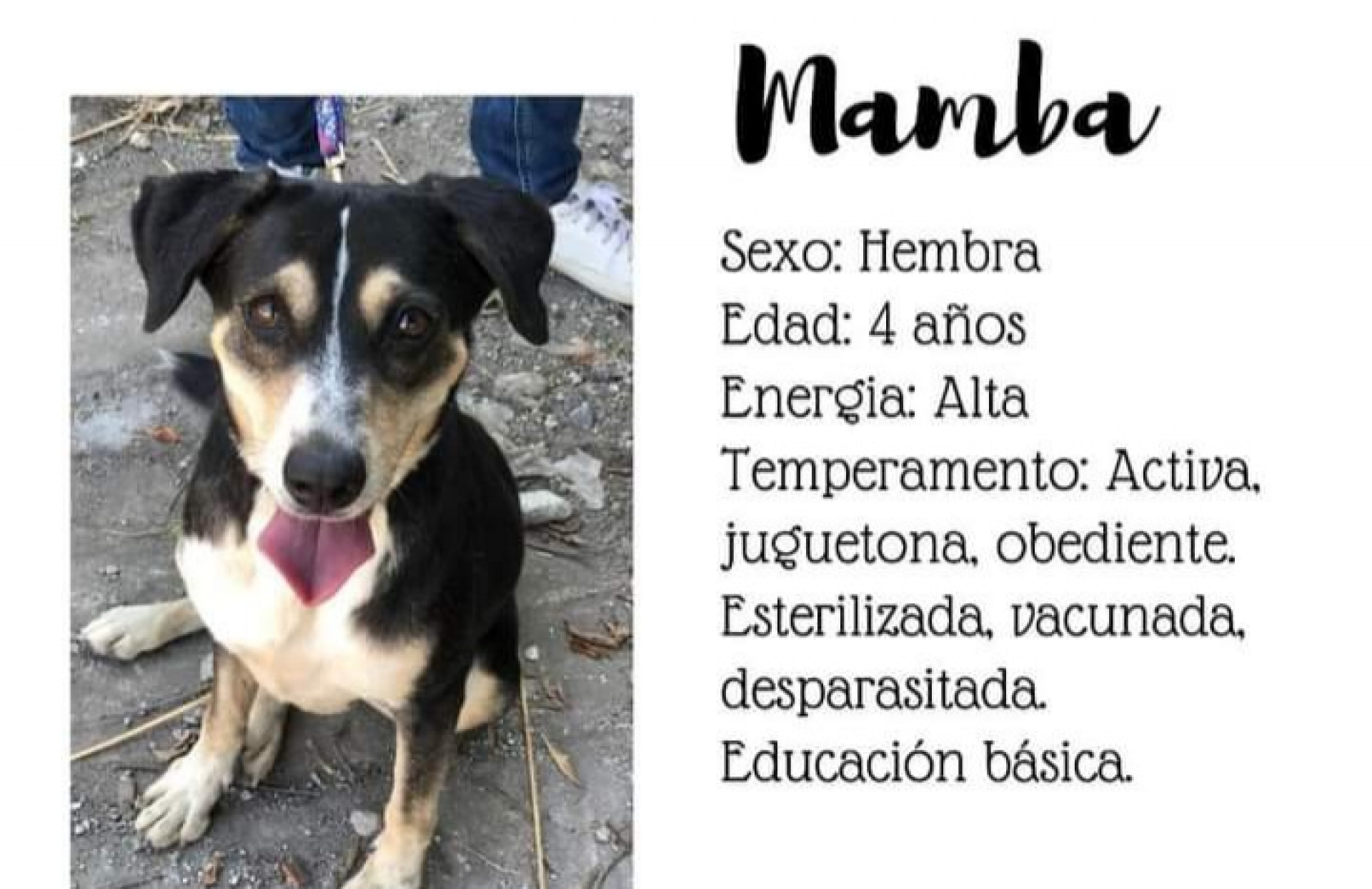 Continúa ayuntamiento capitalino campaña de adopción de mascotas