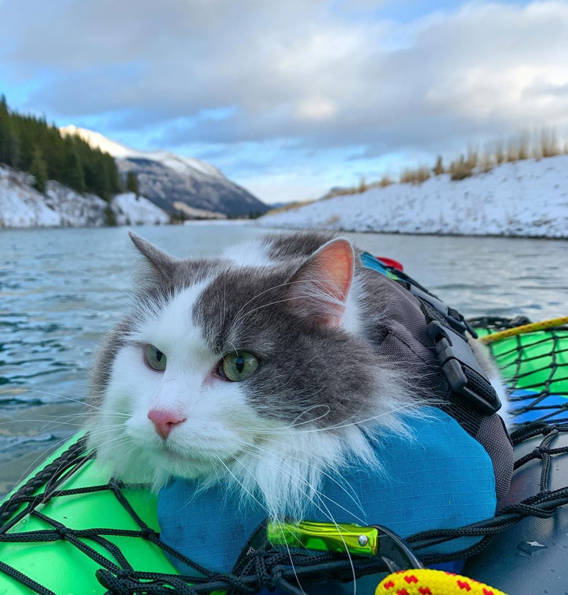 La historia de Gary, el gato rescatado que se convirtió en todo un aventurero