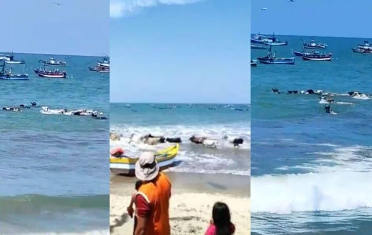 ¡Al agua vacas! Una manada de vacas sorprenden al meterse a nadar al mar