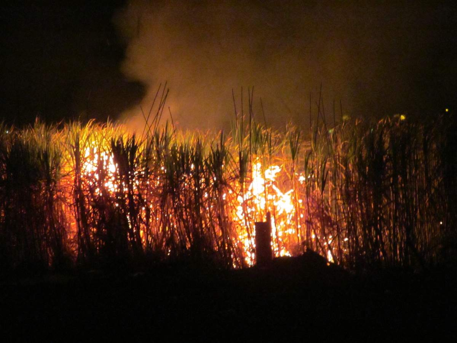 Quemas accidentales de caña afectan producción en el IEZ