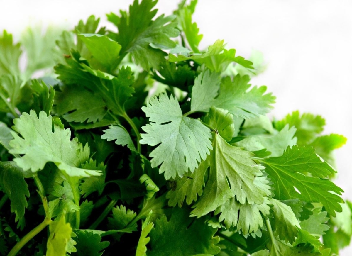 Cilantro: Tónico casero anticaída para hacer crecer y fortalecer tu cabello