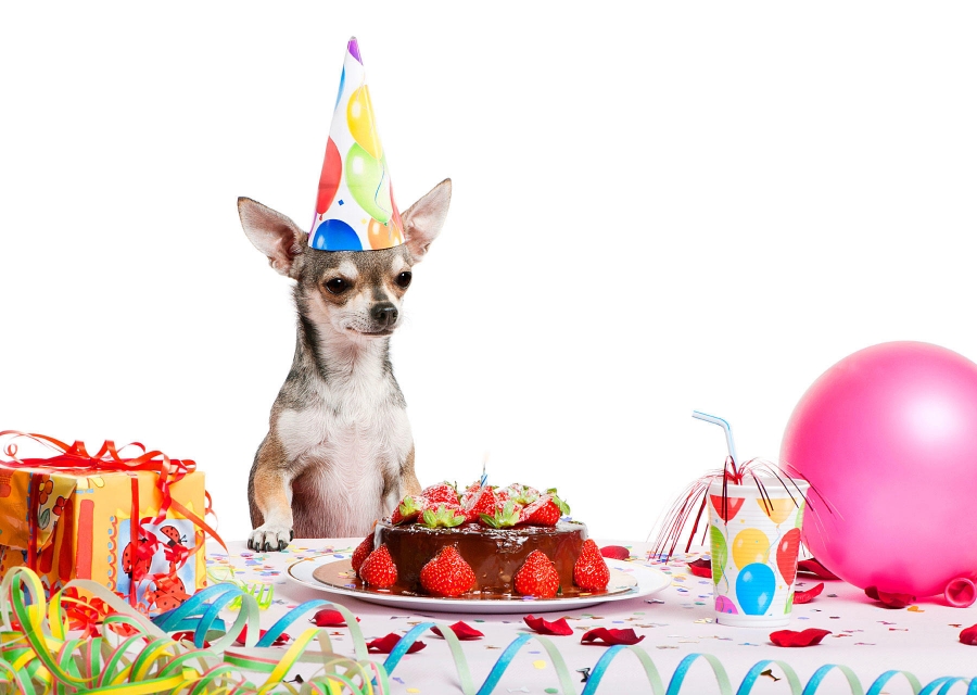 Hoy celebramos el Día Mundial del Perro
