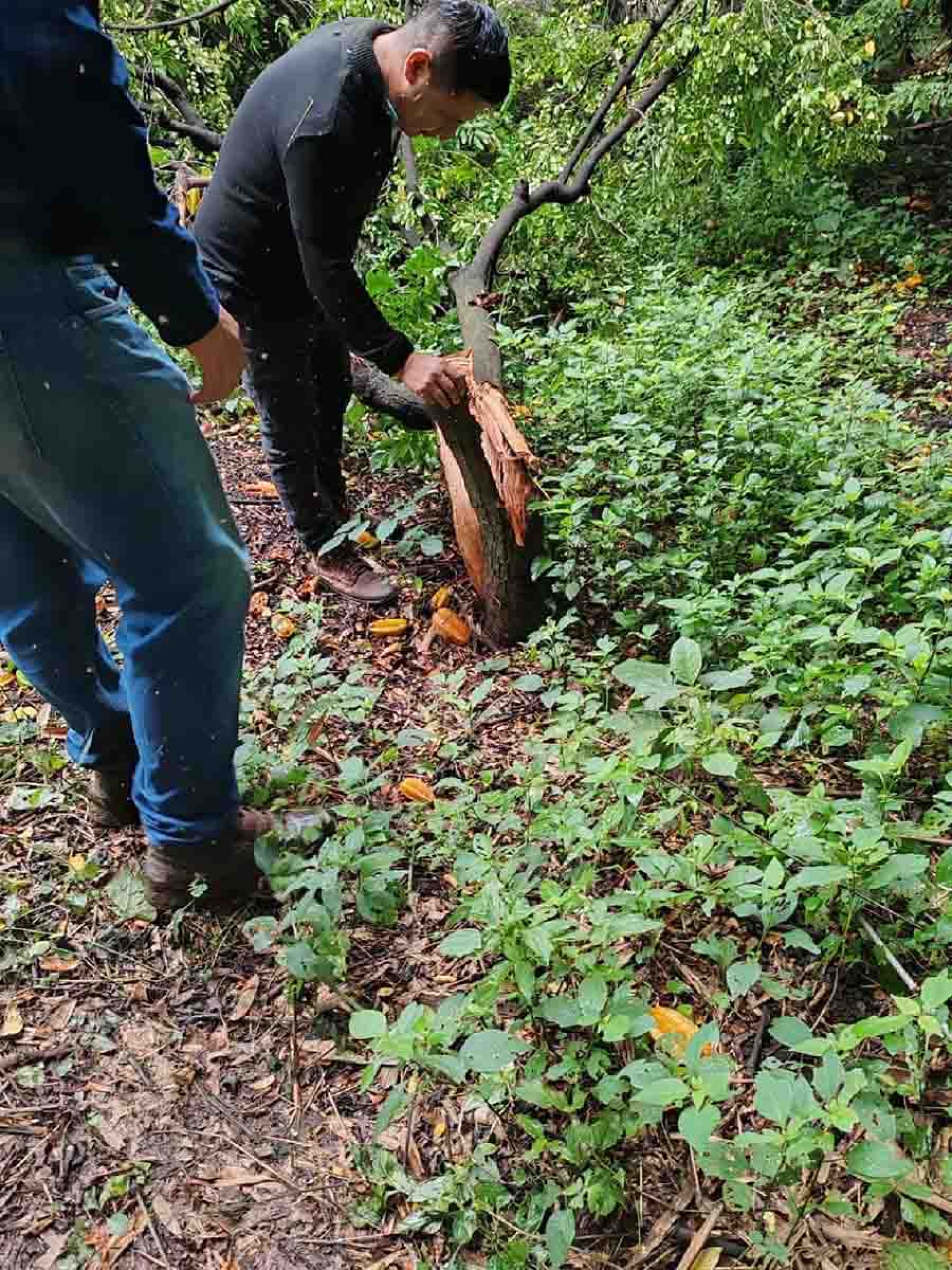 Verifican retiro de árboles en vivero de Yautepec