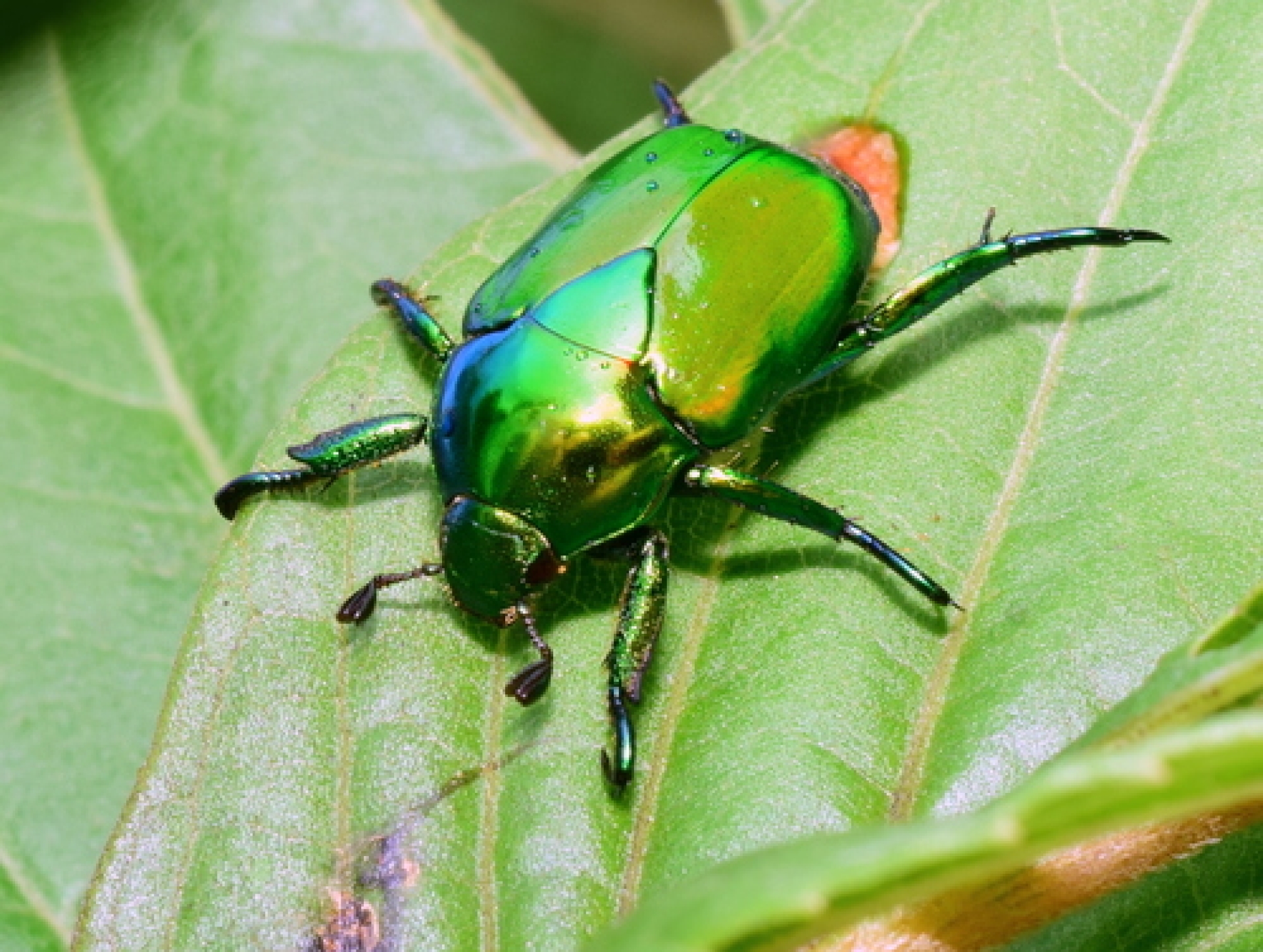 Bellos y fascinantes: los escarabajos gema
