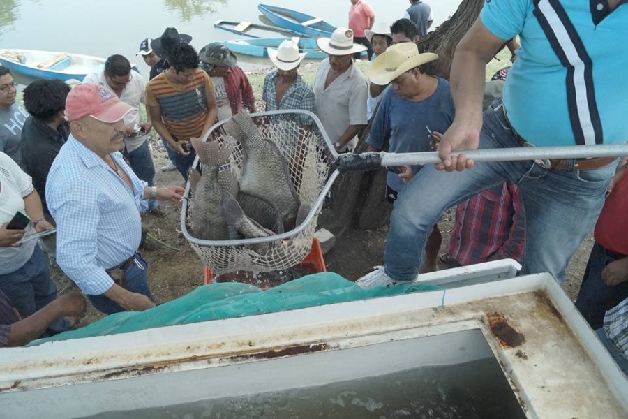 Siembran 160 tilapias en la laguna de Coatetelco