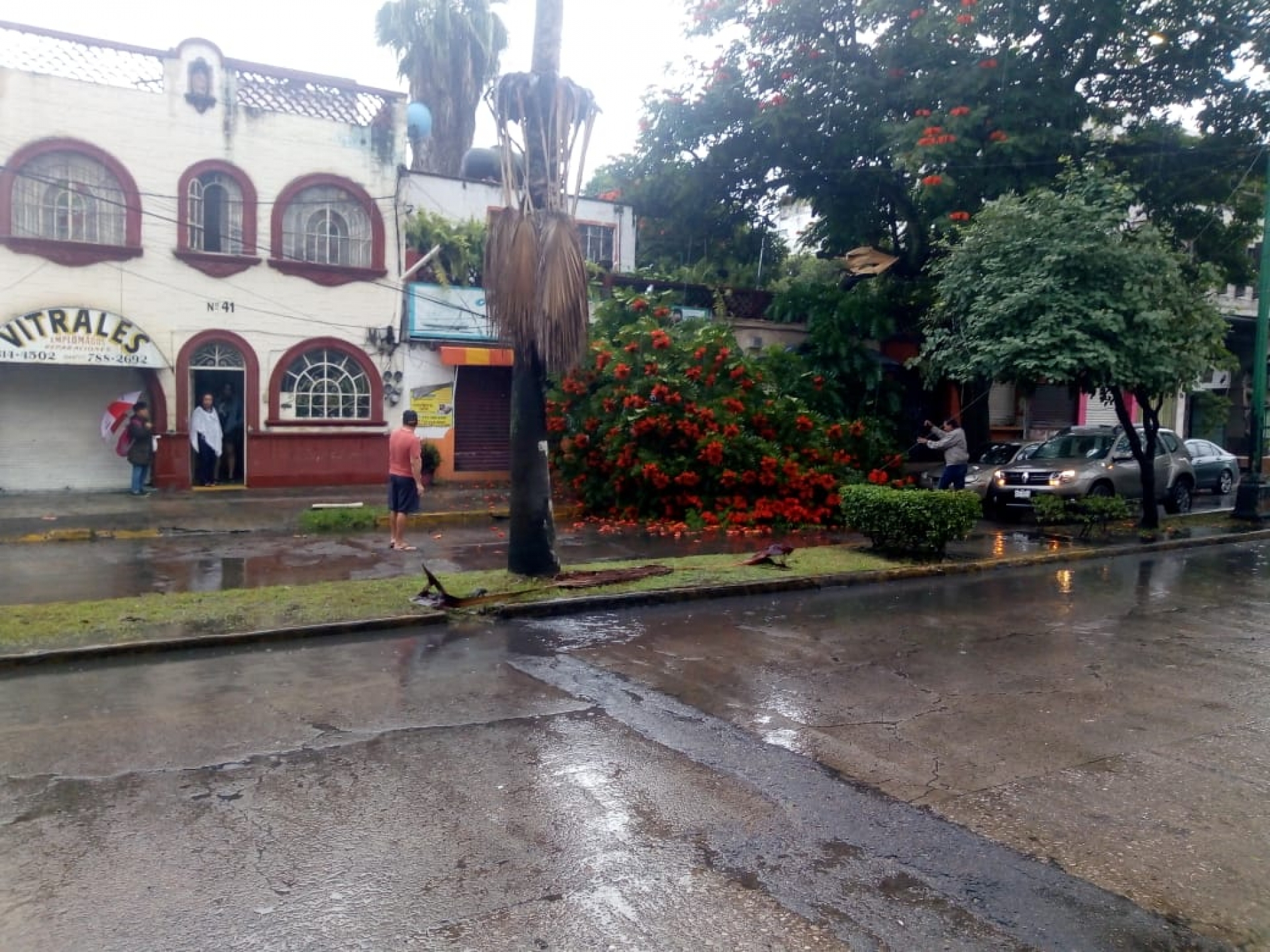 Vecinos de Las Palmas reportaron el colapso de un árbol, en el bulevar Juárez